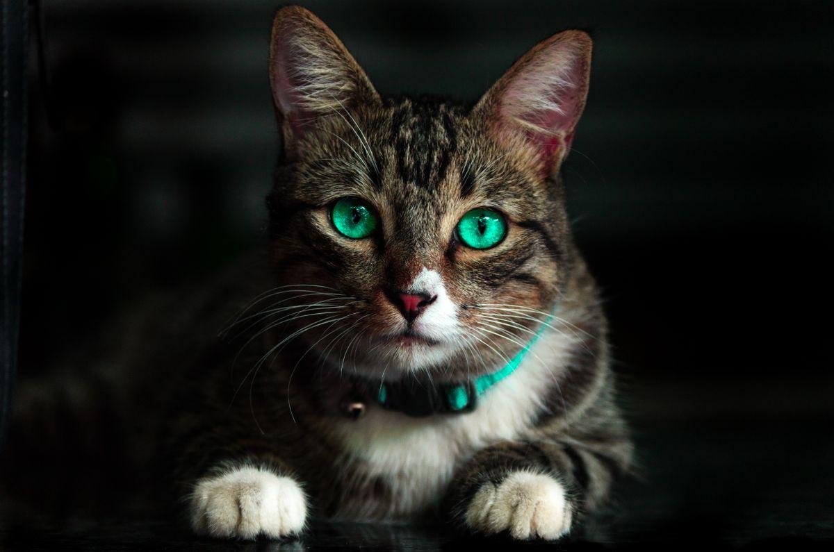 Tabby cat with vivid green eyes and teal collar on dark background