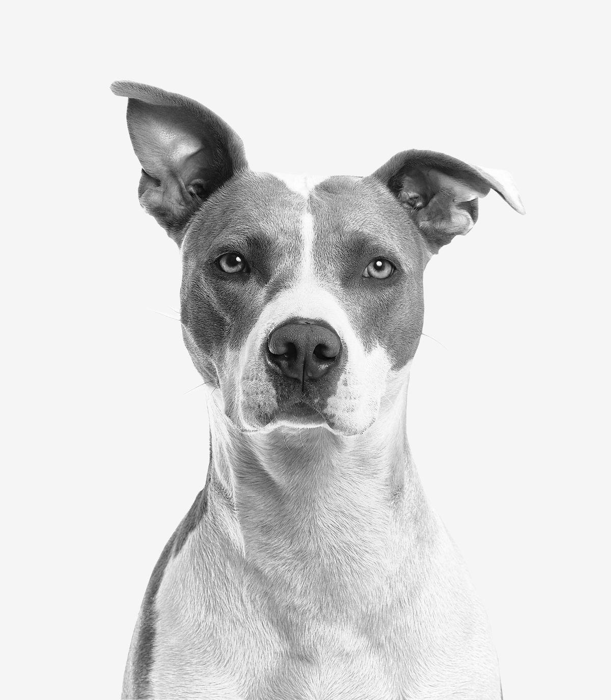 Grey and white pit bull terrier studio portrait