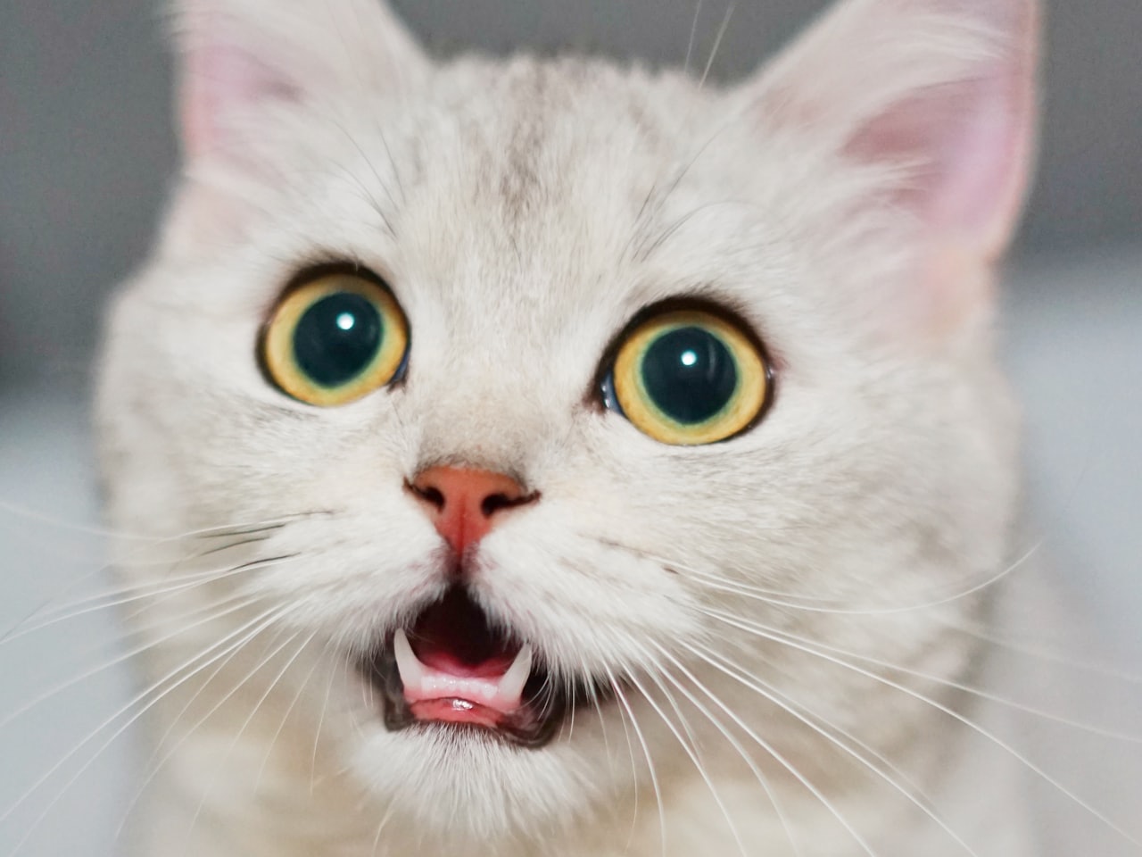 Pet care that feels like home